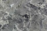 Polished, Pre-Cambrian Stromatolite (Pseudokussiella) Slab #91891-1